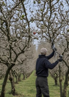 Taille arbre fruitier